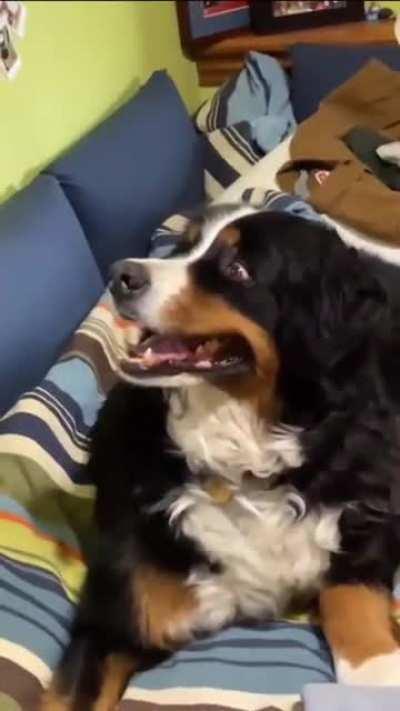 Dog and deer adorably make eye contact with each other