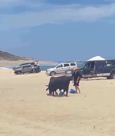 What could possibly go wrong agitating a bull