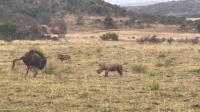 A baby rhino playfully charging a wildebeest before retreating to its mom