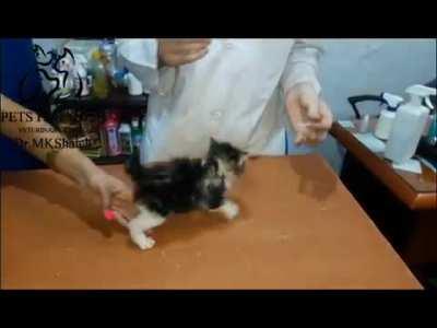 Angry kitten freaking out at vet