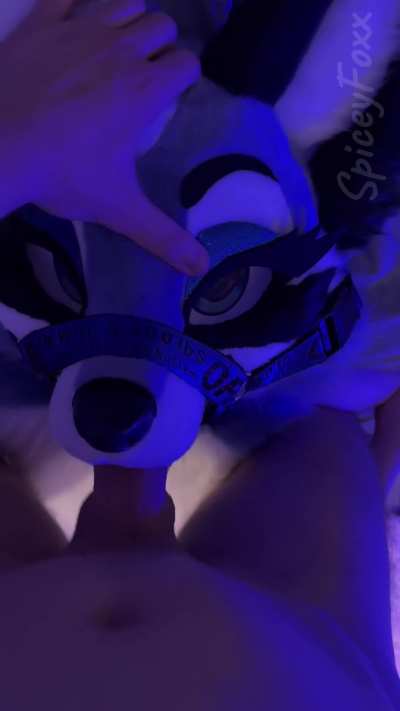 Looks like Icey got the greatest gift of them all.. Her muzzle painted white 😏 | OF: SpiceyFoxx