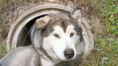 Just missing intro music