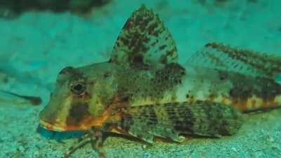 Sea Robins have evolved 6 crab-like legs that let them walk on the seafloor