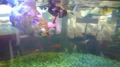 Lifelike robotic fish in Japan