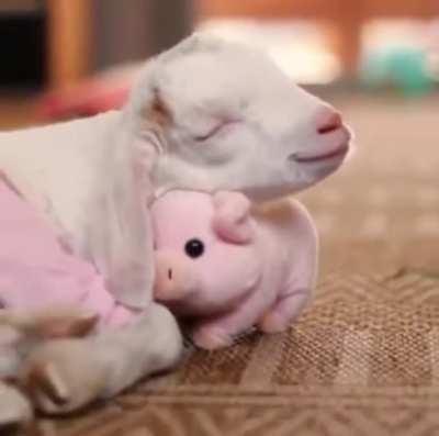 My heart can't handle the cuteness level ...