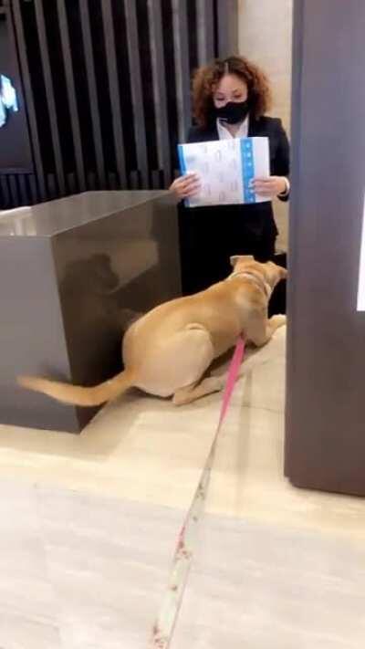 This bro of a pup now picks up packages from the front desk for me.