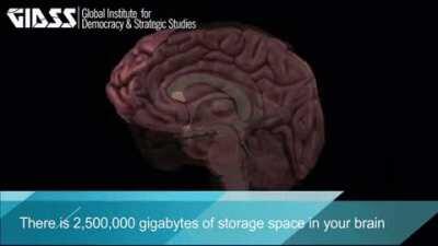 Facts about the human brain