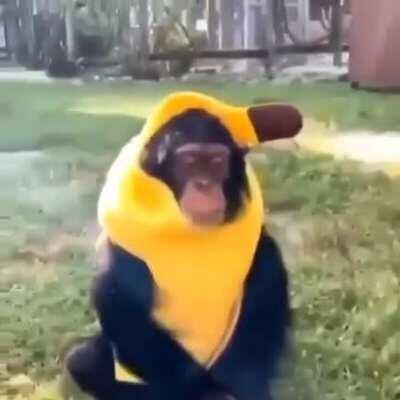 Macaco banana