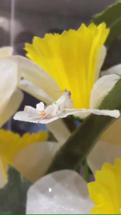 Was recording her drinking after a meal, she had a little stretch