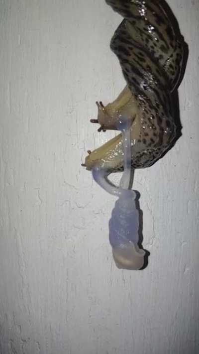 Leopard slugs mating