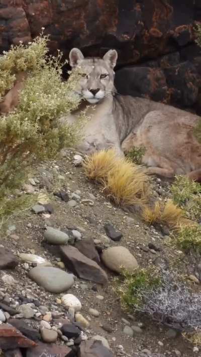La puma de nombre Sable presentó su cachorro de 3 meses