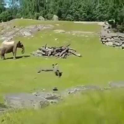 Да и пожалуйста, Слон вам в ленту