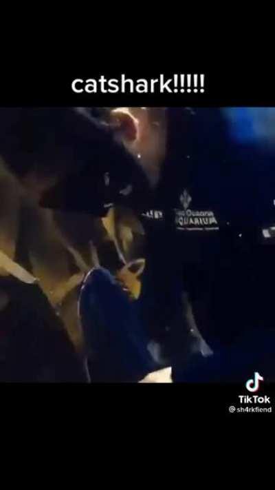 Shark that likes pets