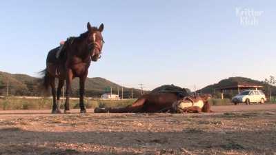 Lazy Horse Plays Dead Every Time You Ride