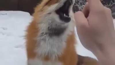 Yay foxxo gets booped