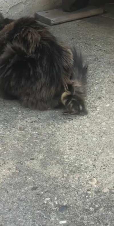 DUck SufFERing fROm StoCKhOlm SynDroM fOllOwS ARounD CaT afTer BrUtaLLy LosInG paRENts