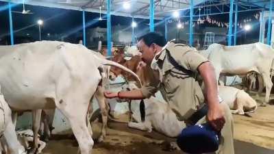 Most dedicated cow-worshipping Pajeet