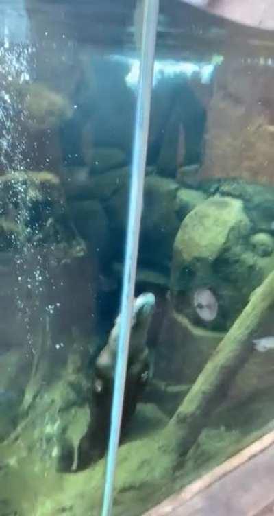 Saw this little guy at the Cheyenne Mountain Zoo!!