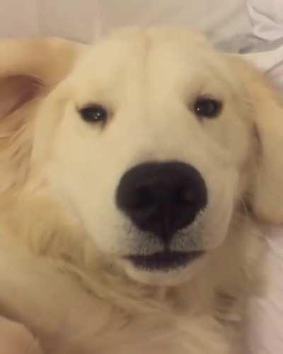 Gets Scritches “let me put that tongue back in”