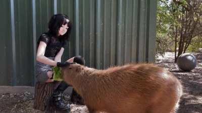 i met capybaras for my 17th birthday!! (video)