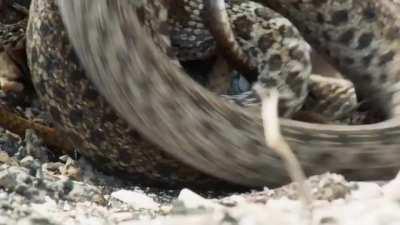 Praise the camera man for not running away screaming fuck the Snake Island