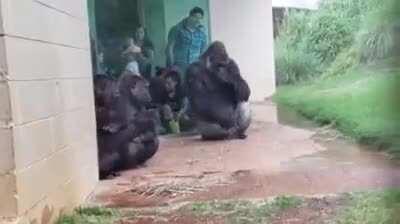 Gorillas are magnificent, majestic creatures full of grace and beauty... except when it rains.