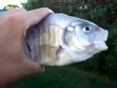 snadigo 🤮🤮🤮🤮🤮