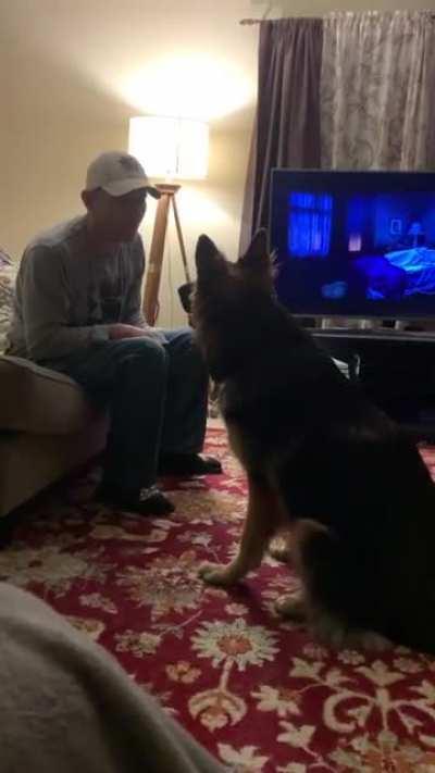 Didn’t want another pup, we’re too old he said... now just look at him!