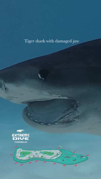 Tiger Shark with a damaged jaw