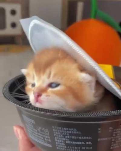 Arrest this ramen! Then extradite it to my jurisdiction, thanks.