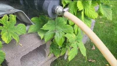 Little spider in our garden always runs out for his morning shower when I turn on the hose