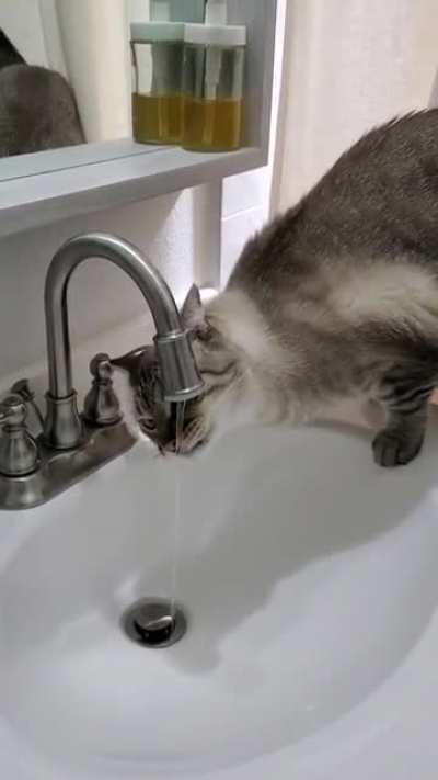 Toby yelling at me because he wants drink out of the bathroom faucet.
