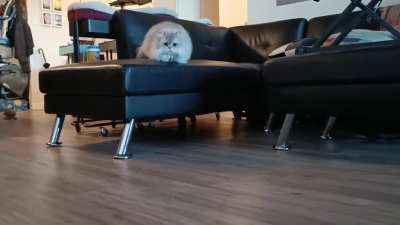Grumble's murder shimmy