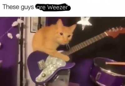 weezer cat