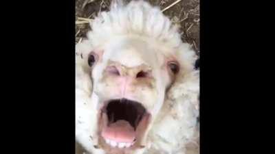 Media Challenger Theme ~Uncensored~