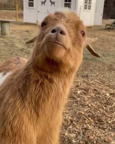 Merlin kinda has a thing for hoof rubs at Sowa Goat Sanctuary in Massachusetts