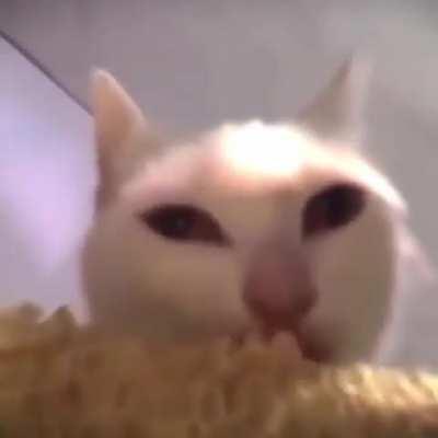 fuck changed posting. hopefully csgo cat edits will become the new joke.