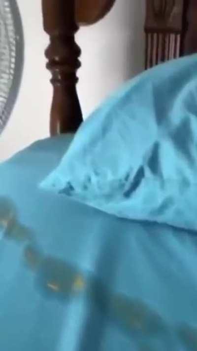 When you letting your bird fly freely at home