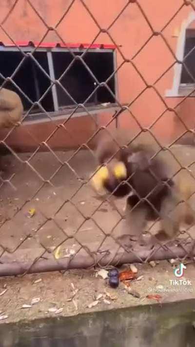 Apes fighting for their bananas like