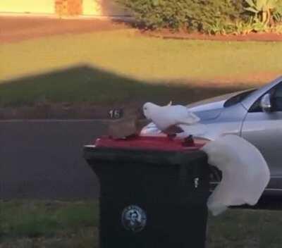 Parrot mains tryharding...