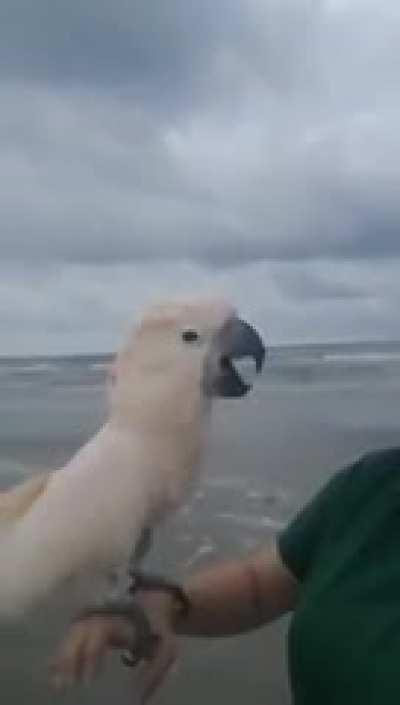 Cockatoo is fuckin STOKED to be at the beach