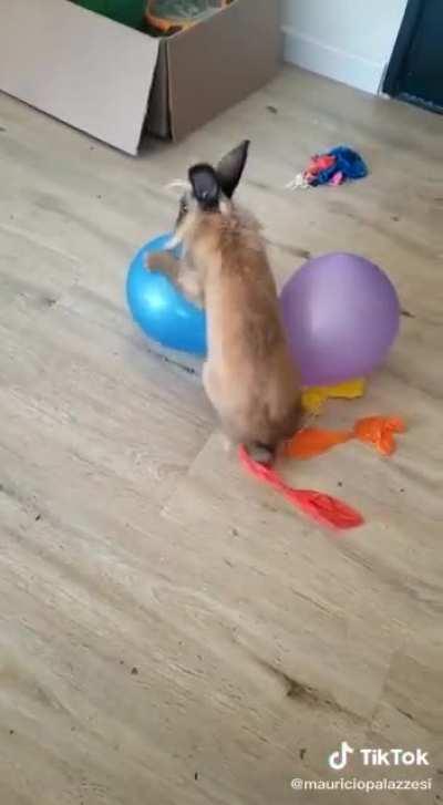 To Impregnate Several Balloons....