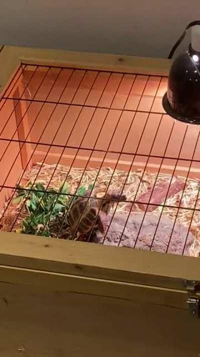 Hi. My tortoise appears to be humping this rock while making a squeaking sound. Analysis? *volume up*