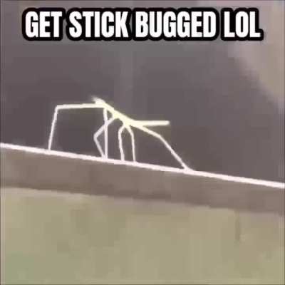 Twitter Stickbug