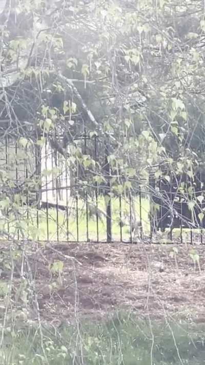 Momma and her babies frolicking in our backyard