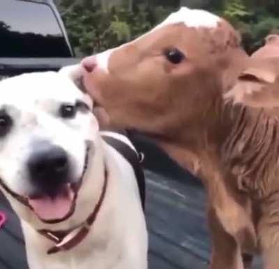 Something with vegetarians - I don't no, I still have morals.