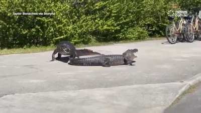 Crocodile fights an Alligator fight off for territory in south Florida.