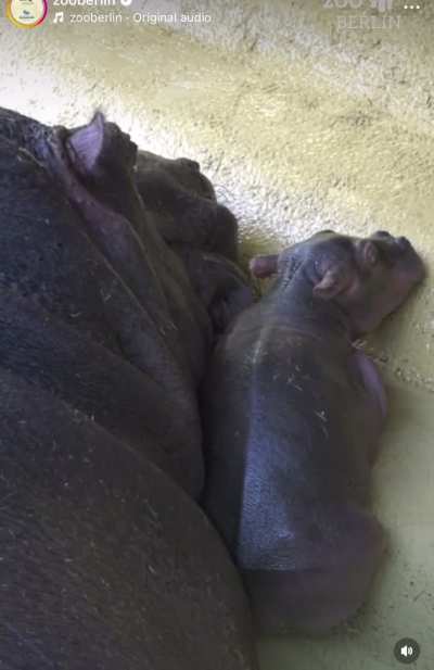 Baby hippo born at Berlin zoo!