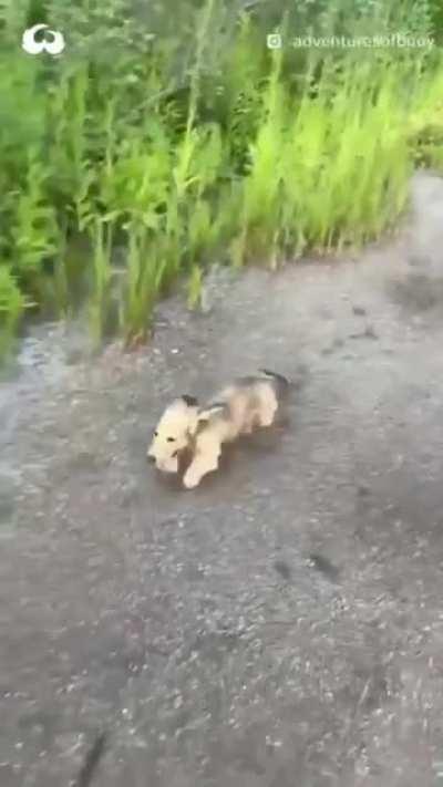 He wants to be carried. Done walking.