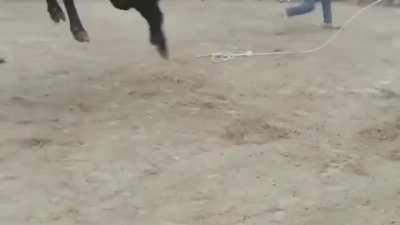 Imagine a 600kg animal in pain jumps on your face. This is what it looks like NSFW NSFL 